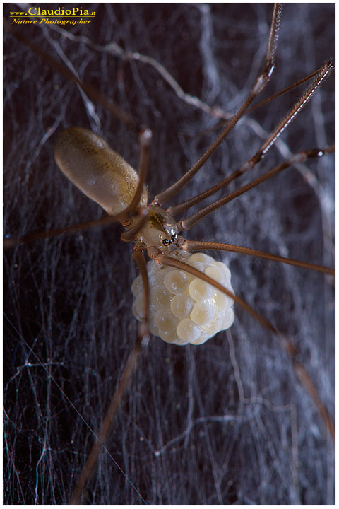 Pholcus phalangioides, ragno, miniera, val graveglia